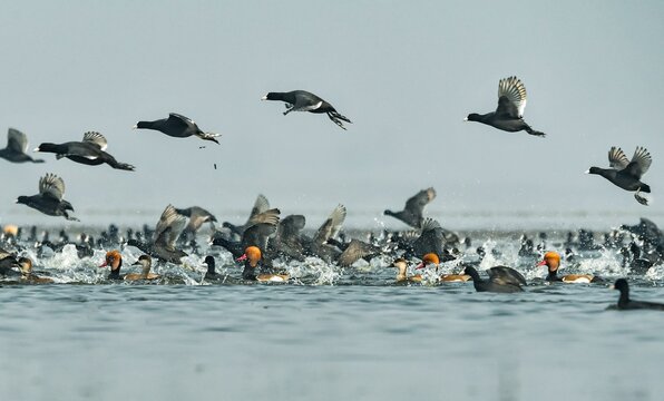 Coots to fly in blue sky 