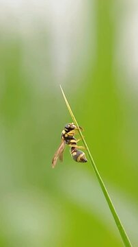 The hornet is the largest of the eusocial wasps, and is similar in appearance to its close relative, the yellow jacket wasp. Macro video