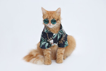 Ginger cat in Hawaiian shirt and blue sunglasses isolated on white background. Portrait of red cat. Cute animal portrait for trendy themes. Travel with pet. Vacation Summer and new year travel concept