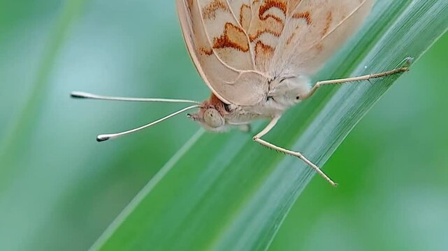 Junonia lemonias, the lemon pansy, is a common nymphalidae butterfly found in Cambodia and South Asia.