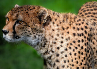 A close up of a Cheetah