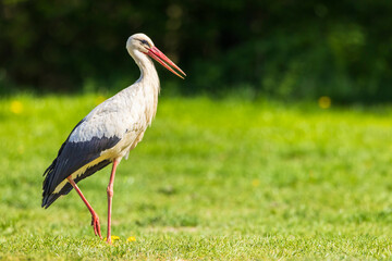 White stork (ciconia ciconia), National park Polana, Slovakia