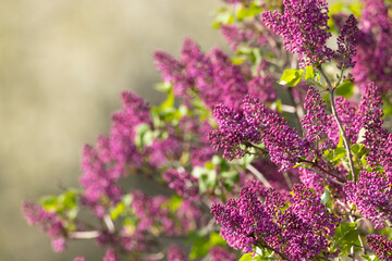 lilac in Slovakia in Polana National Park © Richard Semik