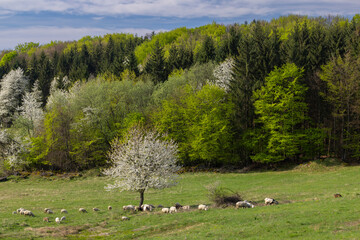 Sheep and goat herd in Polana mountains, Slovakia © Richard Semik