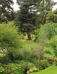 Garden - Landscape garden with cedar tree