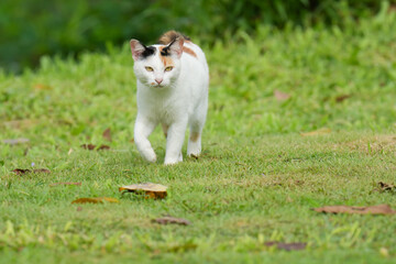 Three color kitty cat in garden city park outdoor. 