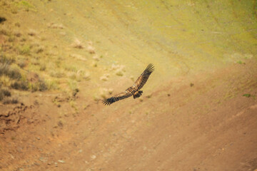 griffon vulture flying close. Gyps fulvus. Meadow in background. 

