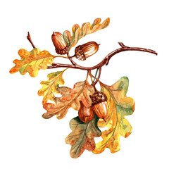 watercolor oak branch with acorns on white background