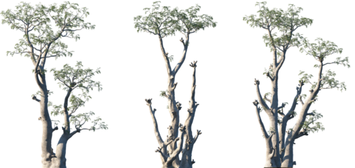 Set of Moringa ovalifolia frontal isolated png on a transparent background perfectly cutout