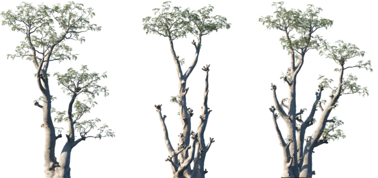 Set of Moringa ovalifolia frontal isolated png on a transparent background perfectly cutout