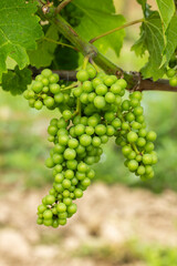 Detail grapes of the vine in the time before locking