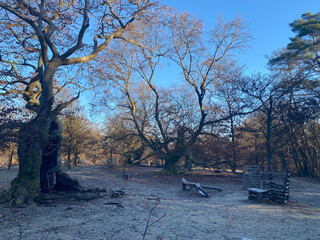 ancient European beech trees in Hutewald  Halloh a protected forest  close to Bad Wildungen in...
