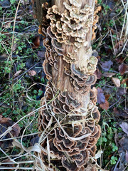 Trametes versicolor or turkey tail mushroom growing on dead wood laying on the forest ground