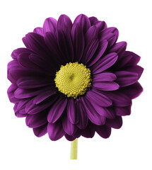 Dark purple gerbera flower.  White isolated background with clipping path.   Closeup.  no shadows.  For design.  Nature.