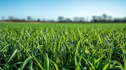 Obraz premium Closeup of lush green grass blades with a blurred background of trees and sky.