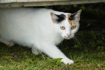 Three color kitty cat in garden city park outdoor. 