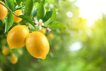 Close-up Lemon fruit with flower hanging on tree in lemon farm.
