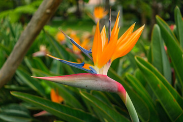 Majestic Bird of Paradise flower.  Funchal, Madeira