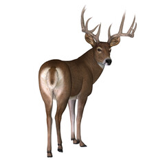 Whitetail Buck Looking - The herbivorous White-tailed deer lives in North and South America and is an abundant species.