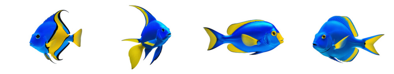 Blue Tang PNG isolated on transparent and white background