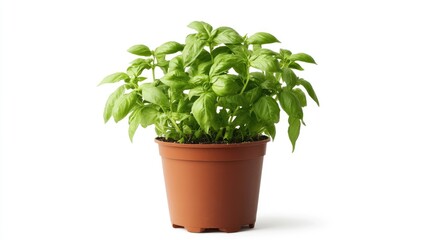 Basil plant in a pot viewed from the front set against a white background