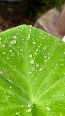 Raindrops on a leaf, Houston, Texas, USA