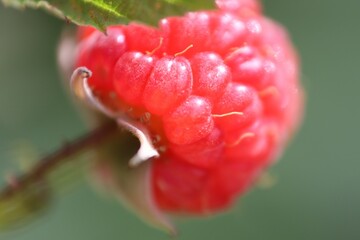 framboise