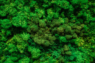 Decorative stabilized moss on the wall