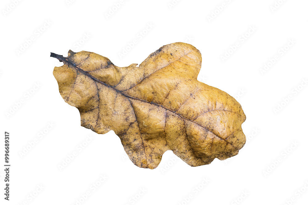 Canvas Prints brown oak leaf in autumn fall colour macro close-up png file cut out and isolated on a transparent b