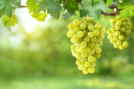 Close-up green grape cluster on vine in the vineyard.