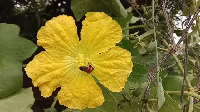 Honey Bee collect nectar and pollen from luffa cylindrica flower.Honey Bee on sponge gourd flower	
