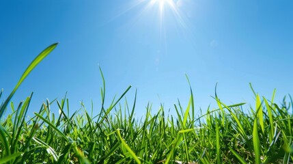 Obraz premium Low-angle view of green grass against a bright blue sky with sunlight. Summer and nature concept for outdoor design and print.