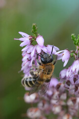 Fototapeta premium Closeup on a brown female Heather mining bee, Andrena fuscipes on itt's host plant, Calluna vulgaris