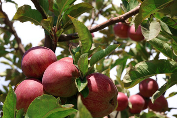Red Apples on Tree