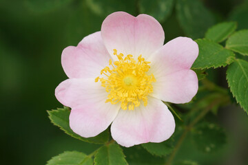 Closeup on a fresh white and bright dog rose, Rosa canina flower