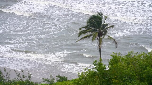 aerial drone shot showing palm trees against strong waves in Arabian sea during the overcast monsoon in goa, Pondicherry, Kerala