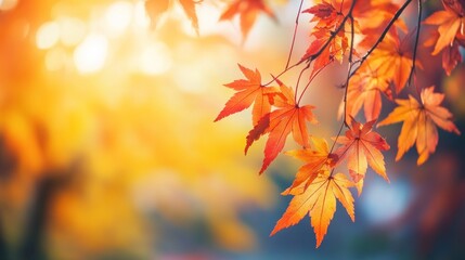Vibrant orange maple leaves against a blurred golden and blue background.