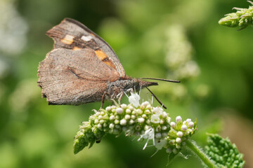Closeup on the European beak or nettle-tree butterfly, Libythea celtis, sitting on a white flowering Mentha suaveolens, Gard, France