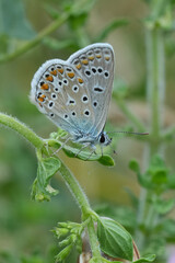 Vertical closeup on a European Mediterranean Common blue butterfly, with closed wings in the vegetation