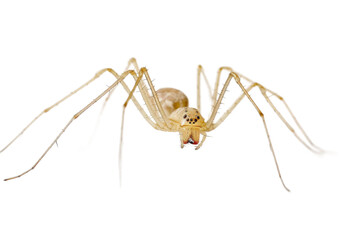 Transparent Background with Detailed Cellar Spider Isolated Image High Quality for Stock Photography and Insect Design