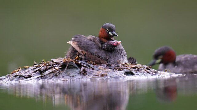 Little Grebe Mother bird and her chicks nest in the water.