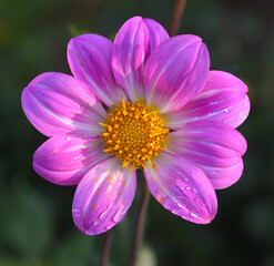 Beautiful close-up of a pink dahlia flower