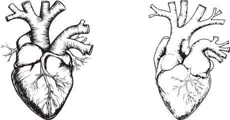 Human Heart Anatomy silhouette graphic black and white