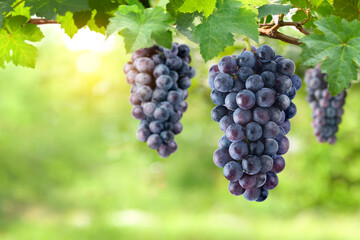 Black grape cluster hanging on vine in vineyard.