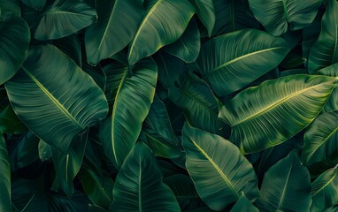 Fototapeta premium Abstract green leaf texture nature background tropical
