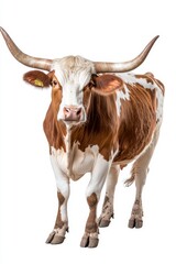 Naklejka premium a brown and white with long horns
