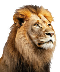 Fototapeta premium Portrait of a Male Lion - Transparent - No Background