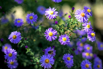 Fototapeta premium Aster dumosus, bushy aster with blue blossoms