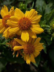 yellow flowers in the garden