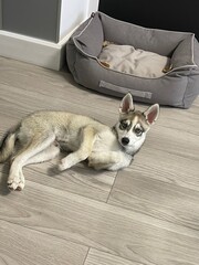 Playful puppy relaxing in a cozy indoor setting near its bed on a sunny afternoon